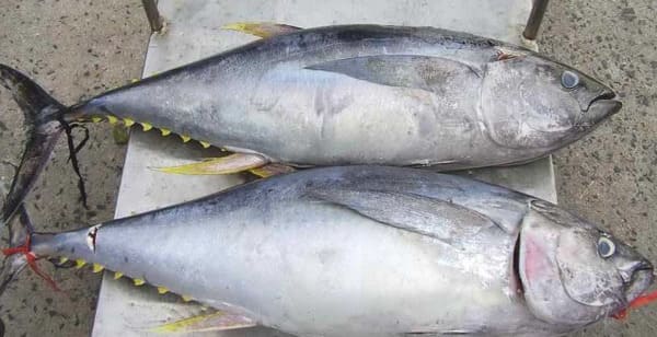 ăn cá ngừ giảm mỡ quá nhiều có nguy cơ gây hại cho sự trao đổi chất